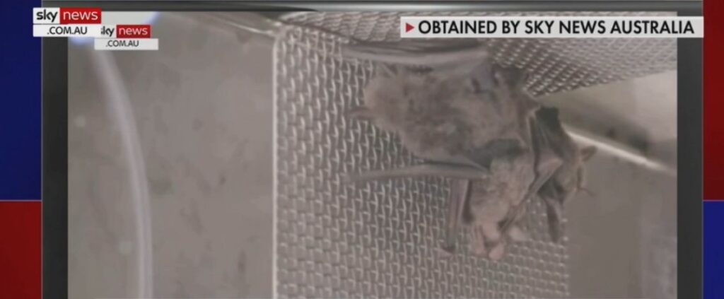 Wuhan, un video della tv australiana mostra i pipistrelli nel laboratorio