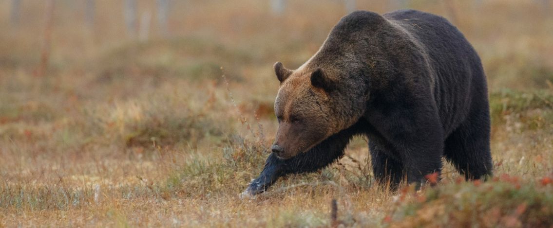 Catturata l'orsa che ha ucciso il runner Andrea Papi