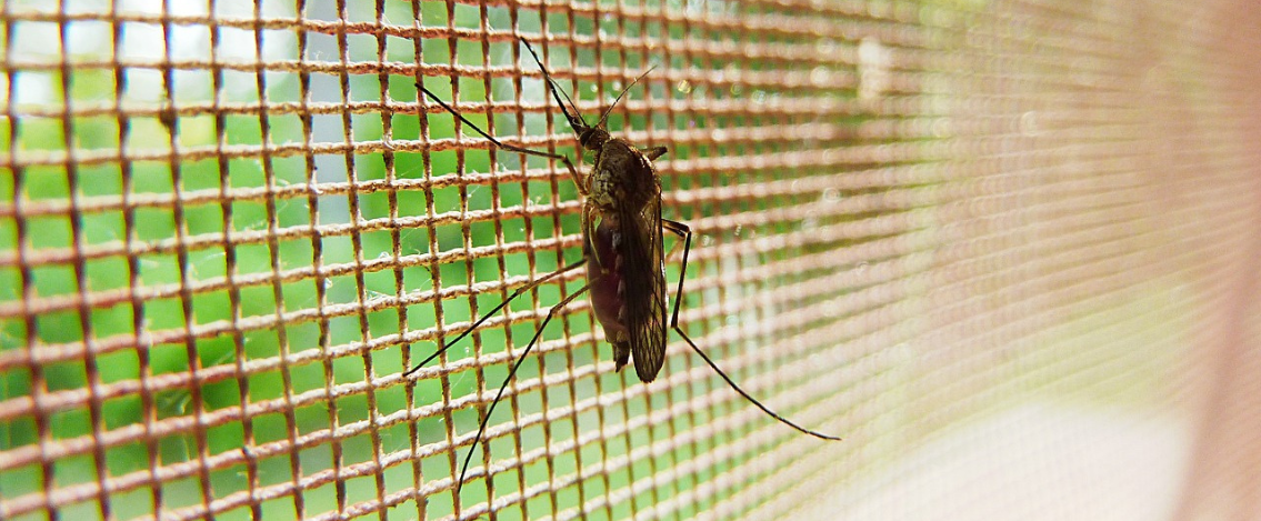 Allarme influenza Dengue, morta una donna in Toscana