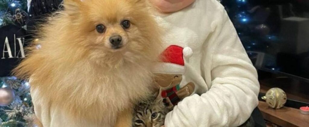 Lieto fine ad Acerra: il cane rapito torna a casa dalla padrona con disabilità