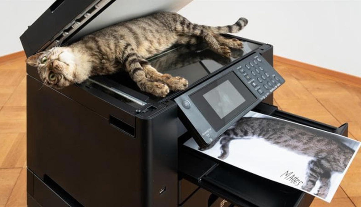 Un gatto morto su una fotocopiatrice, opera d’arte o pura violenza? Un gatto morto su una fotocopiatrice, opera d’arte o pura violenza?